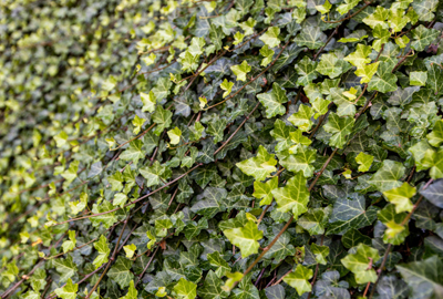 Refined image lawn and landscape, softscapes, snow & ice, lawn cutting & maintenance, residential & commercial lawn care, dunnville, ON